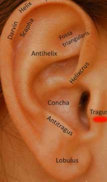 tragus